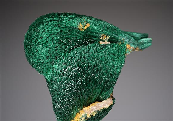 CC17949 specimen image