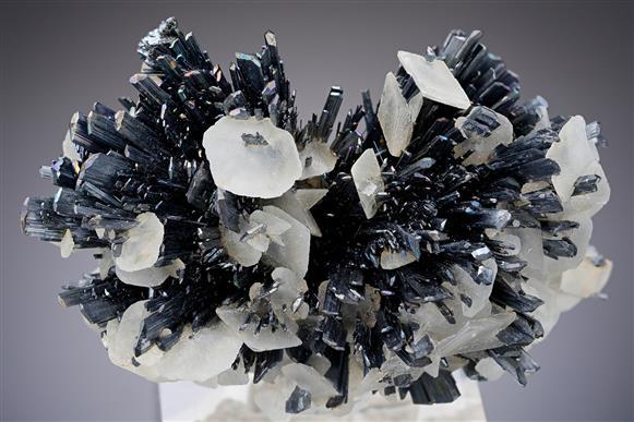 CC18033 specimen image