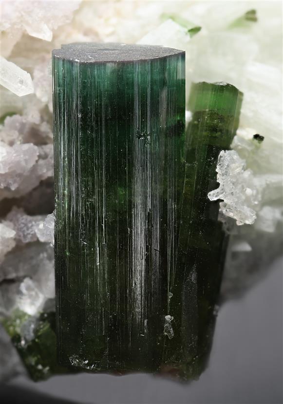 CC18196 specimen image