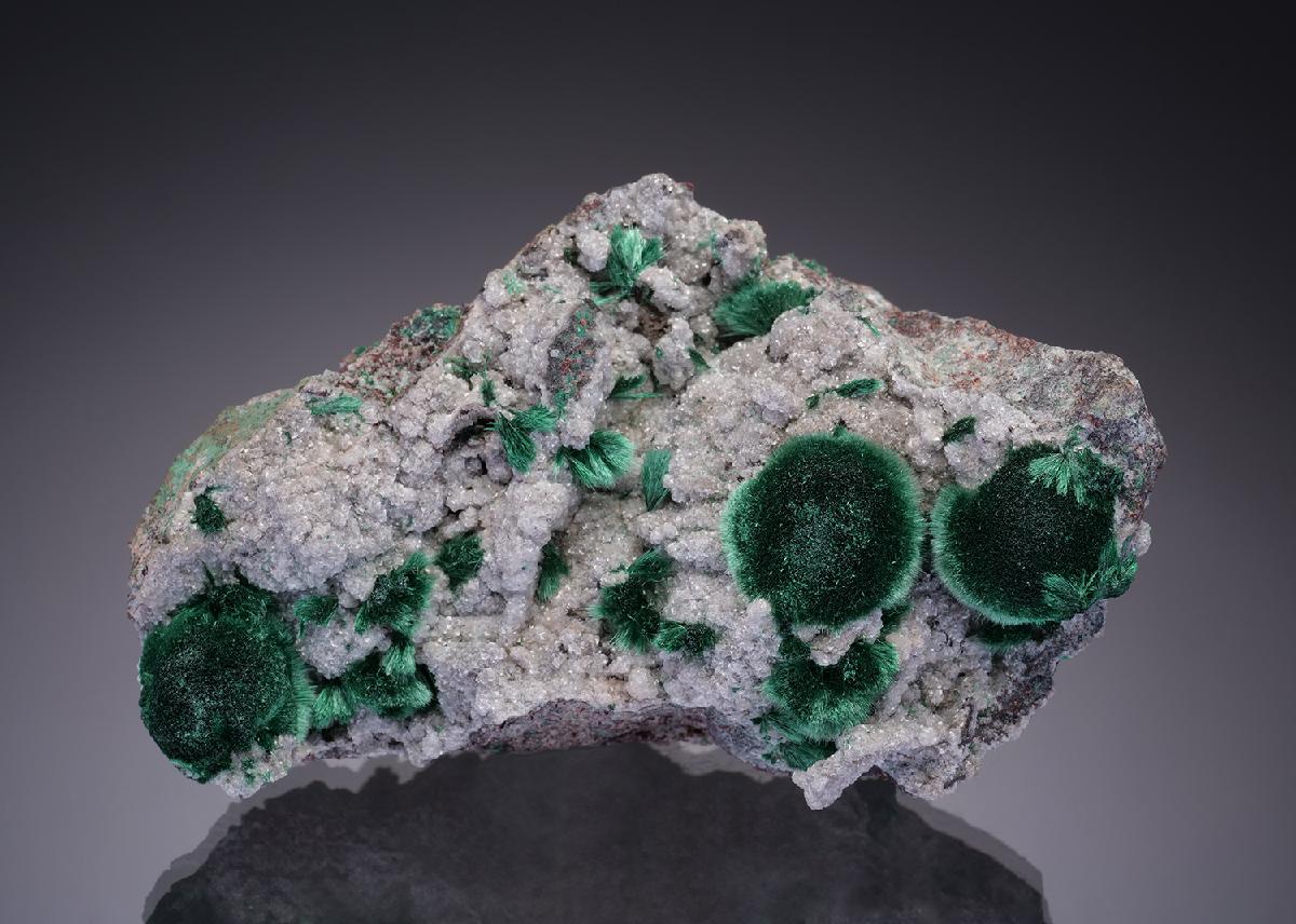 CC18886 specimen image