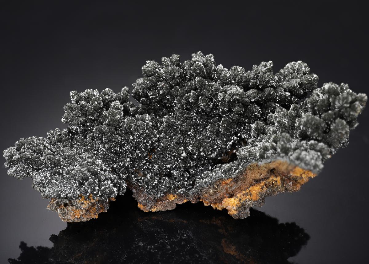CC18895 specimen image