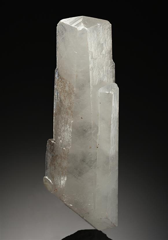 CC18973 specimen image