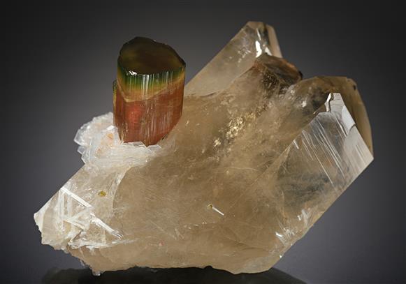 CC19111 specimen image