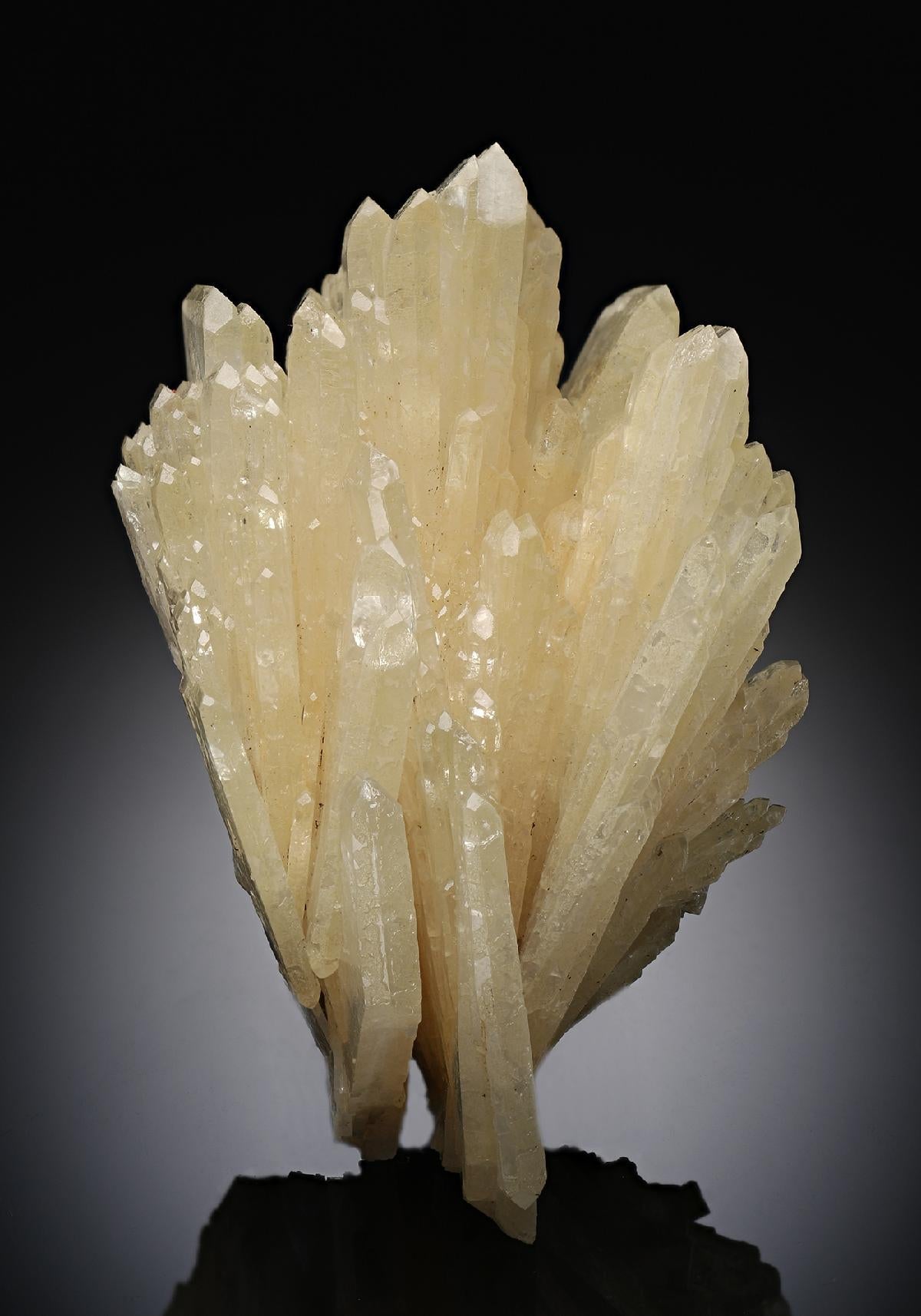 CC19314 specimen image
