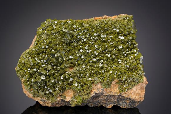 CC19462 specimen image