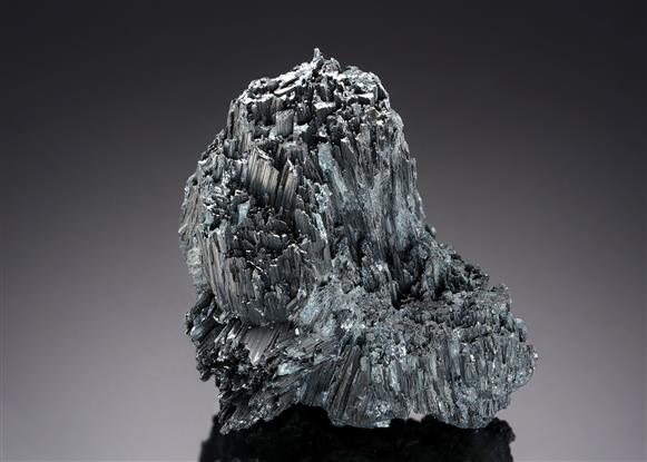 CC19645 specimen image