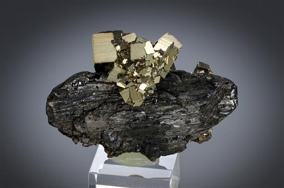 CC19664 specimen image