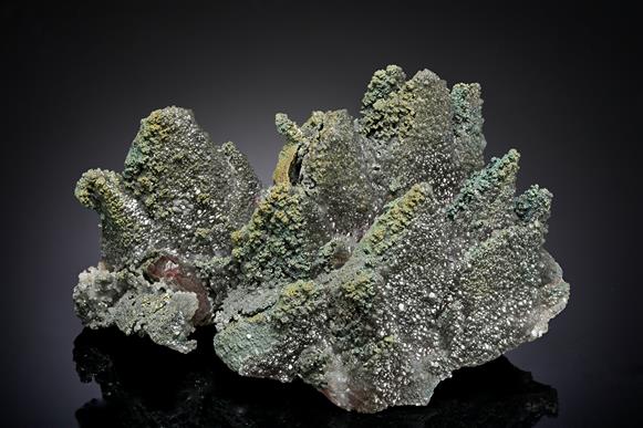 CC19668 specimen image