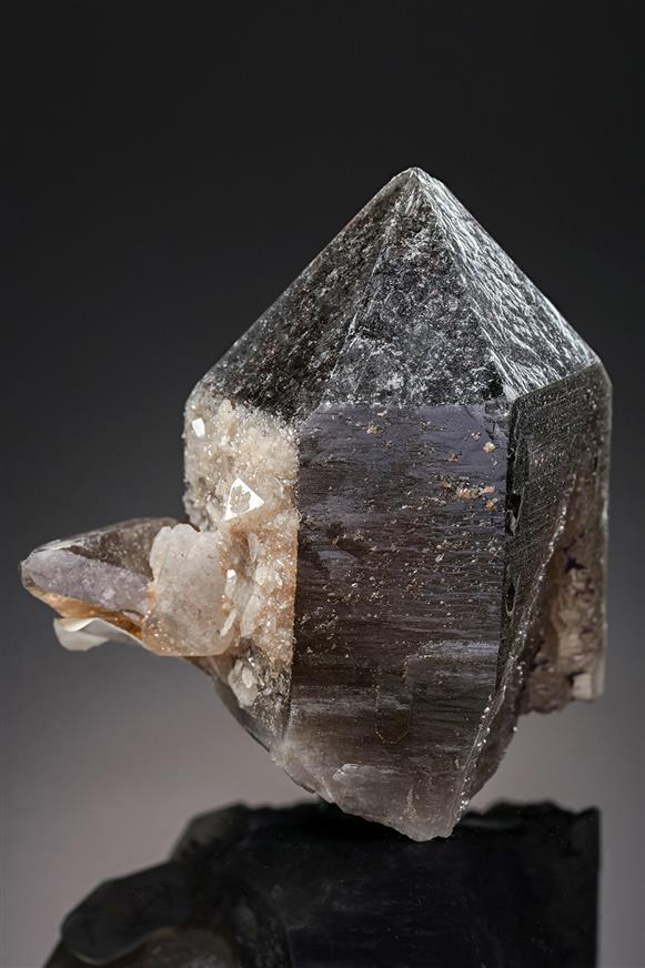 CC19812 specimen image