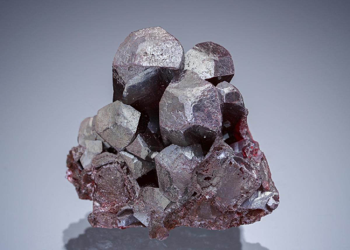 CC19835 specimen image