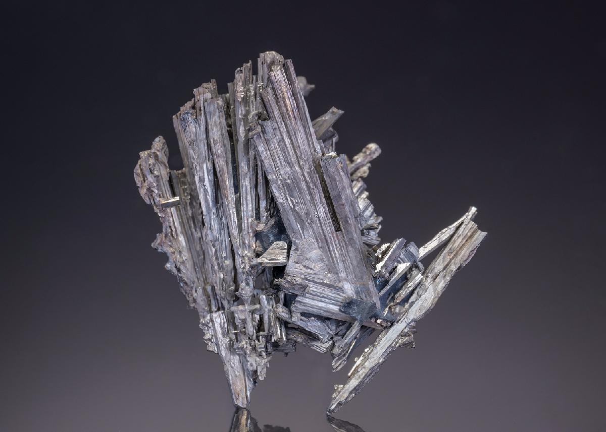 CC19938 specimen image
