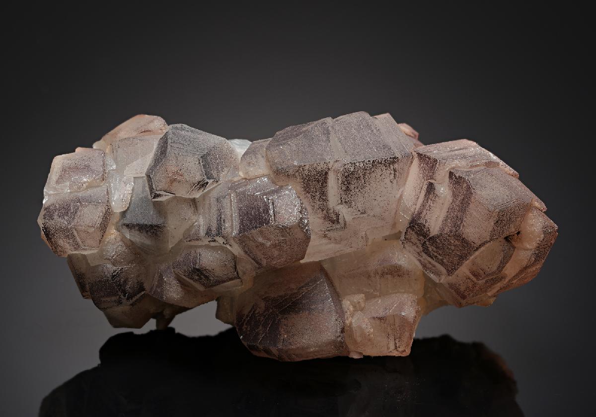 CC19949 specimen image