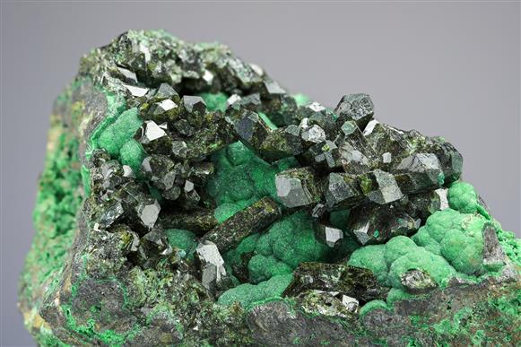 CC20495 specimen image