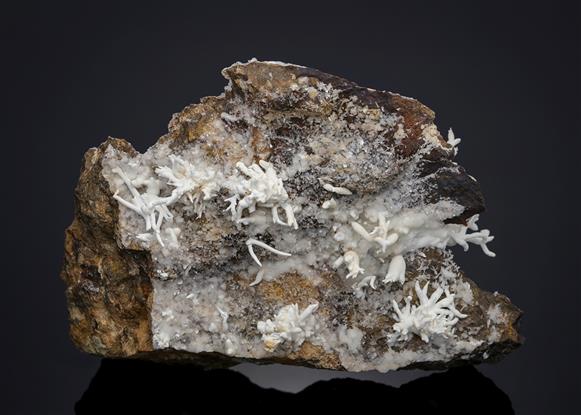 CC21103 specimen image