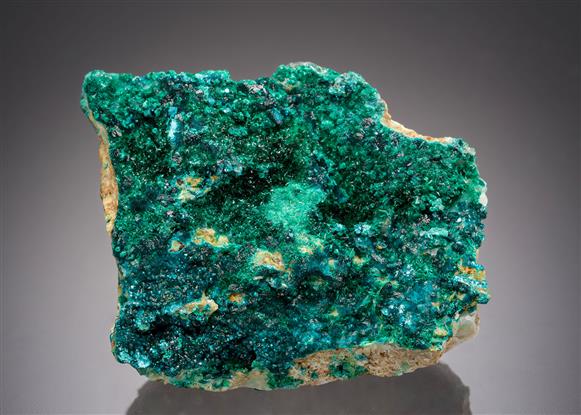 CC21523 specimen image