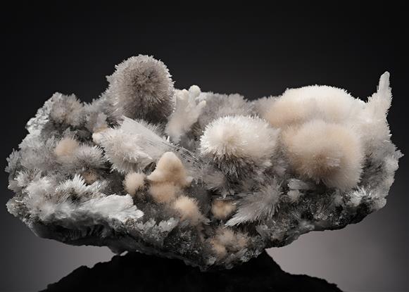 CC21530 specimen image