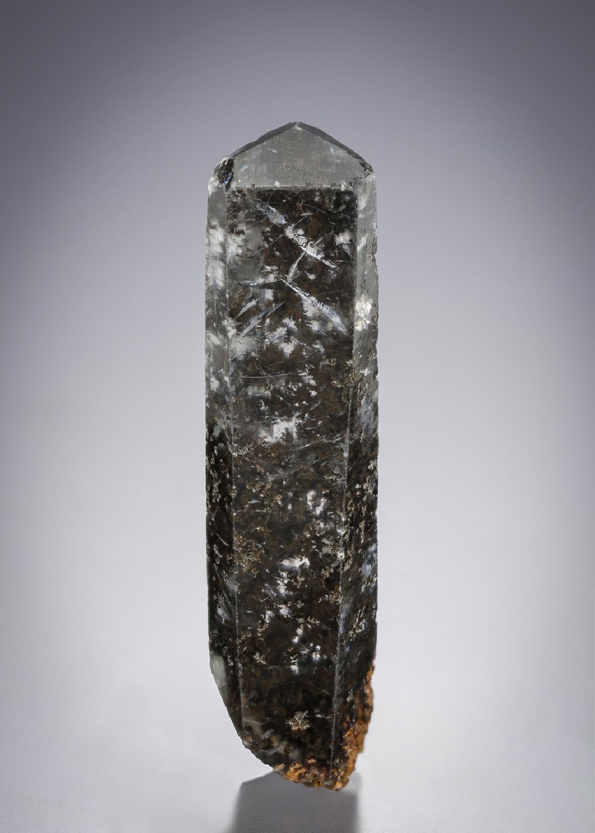 CC21558 specimen image