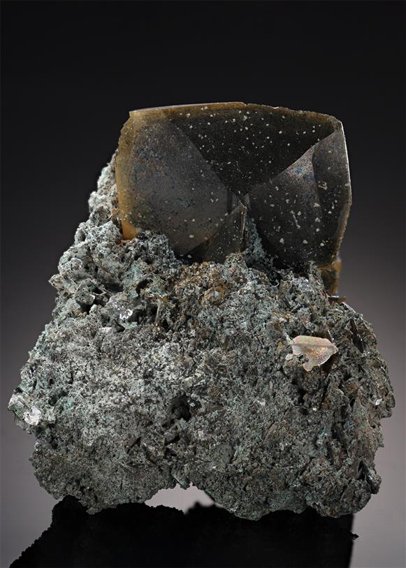 CC21806 specimen image
