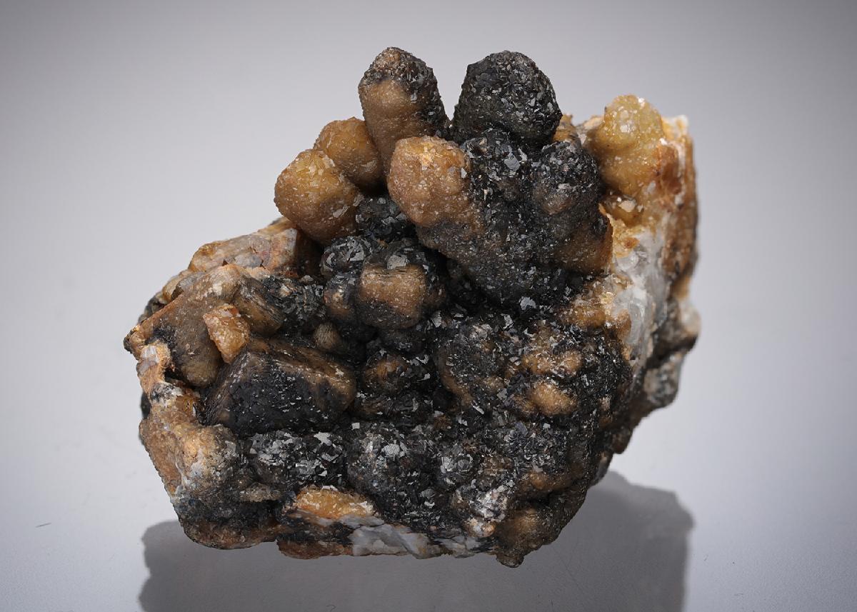 CC21858 specimen image