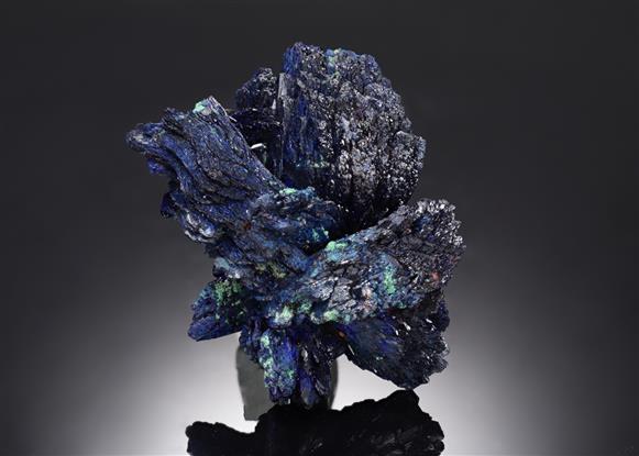 CC21883 specimen image