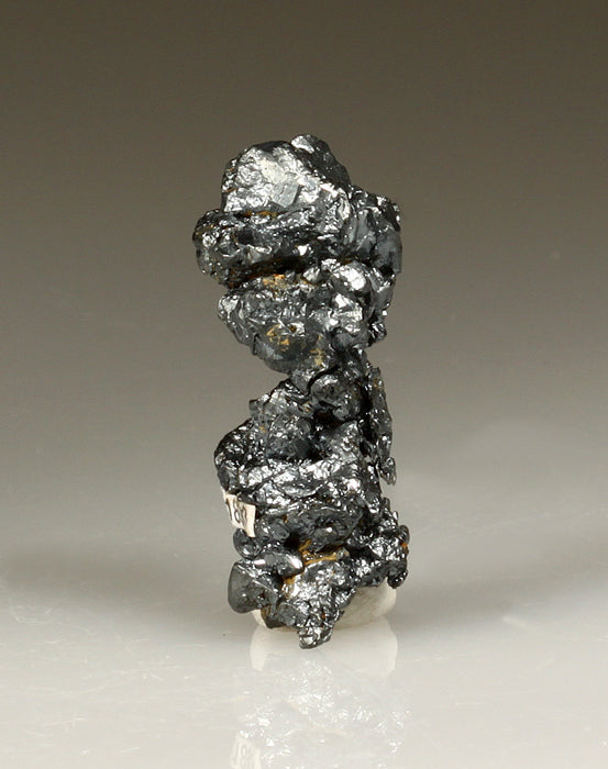 CC2198 specimen image