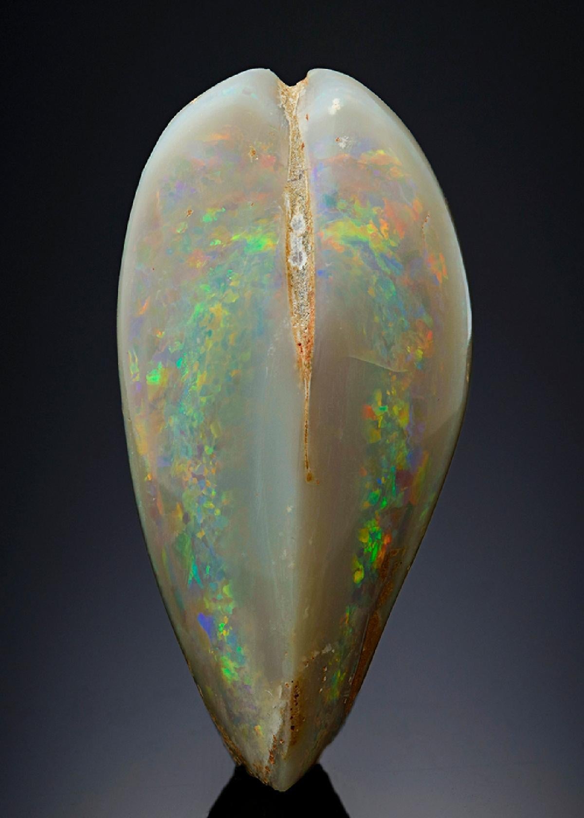 CC26254 specimen image