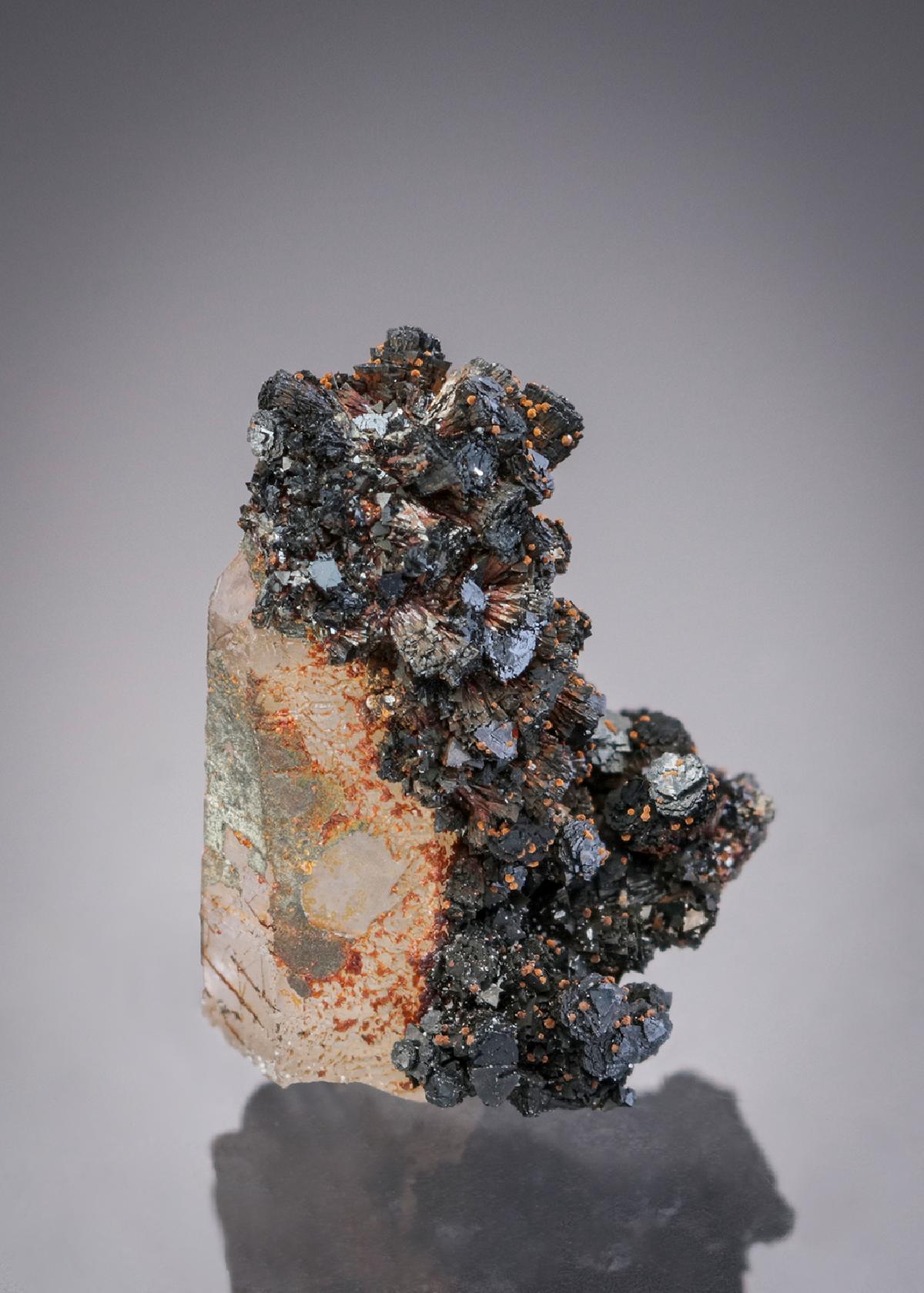 CC27999 specimen image