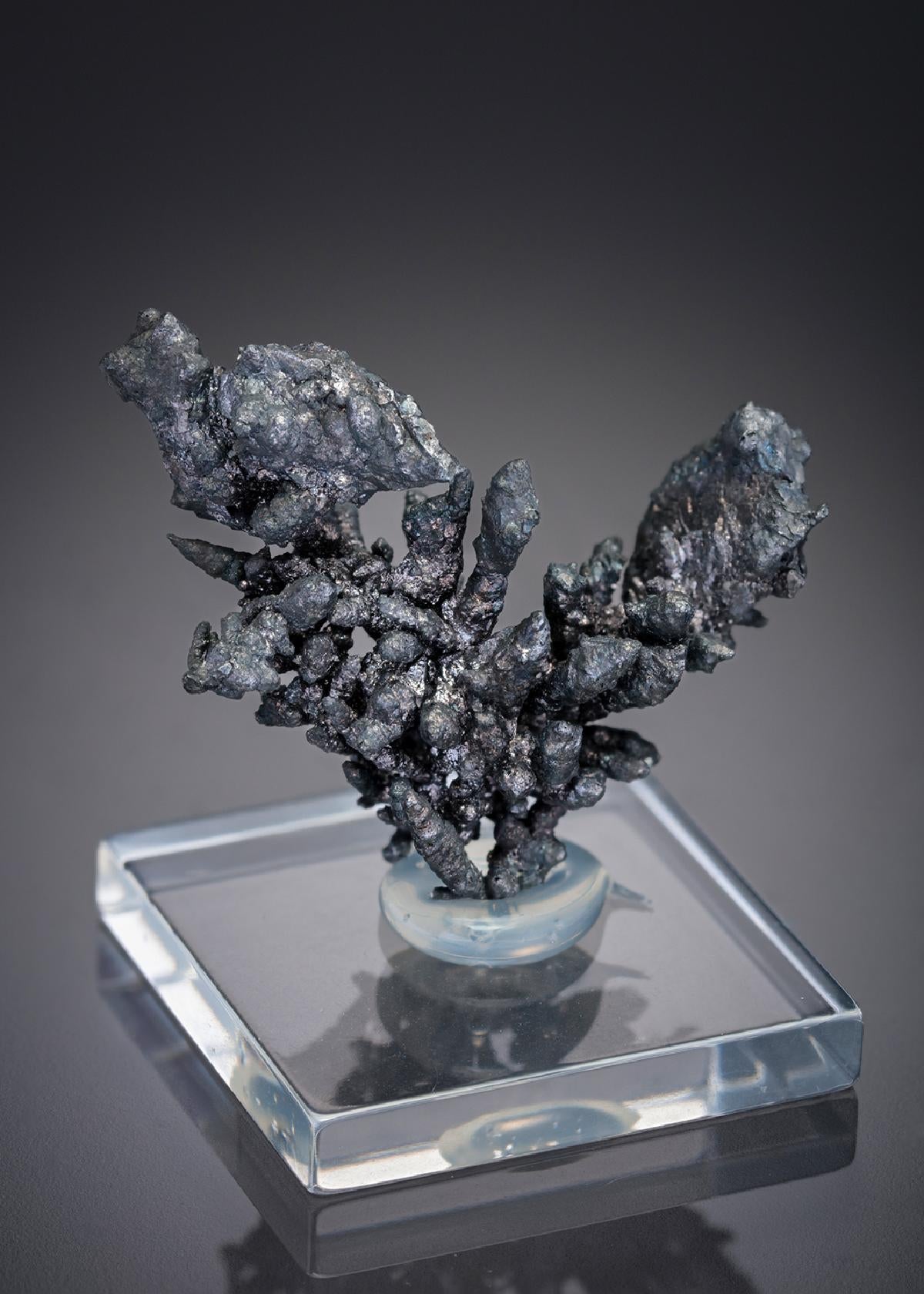 CC28471 specimen image