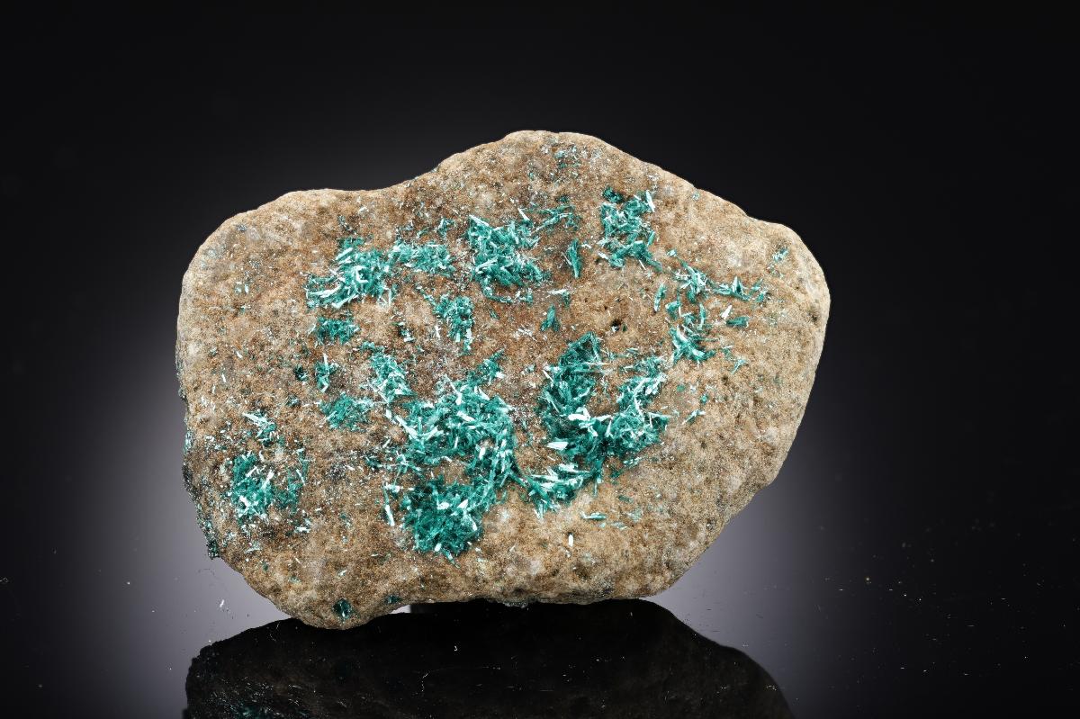 CC28747 specimen image