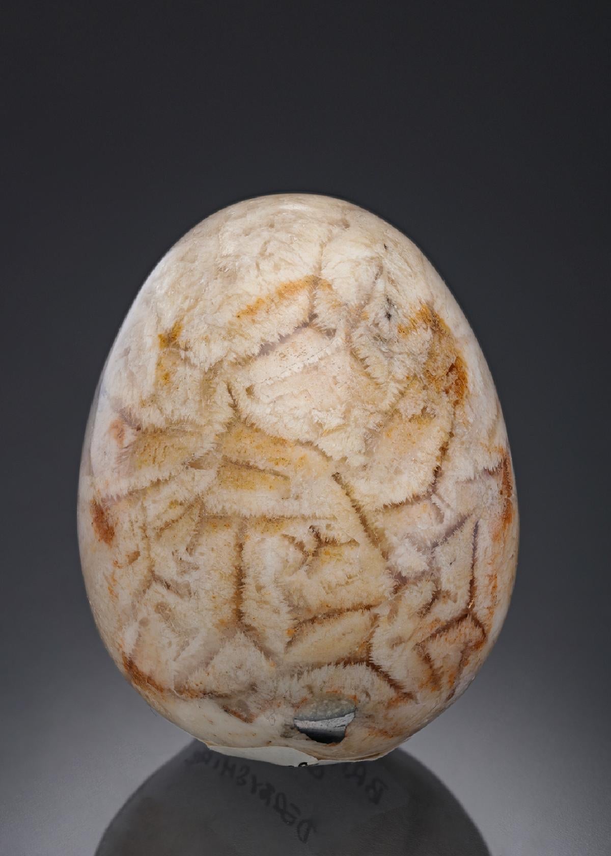 CC29625 specimen image