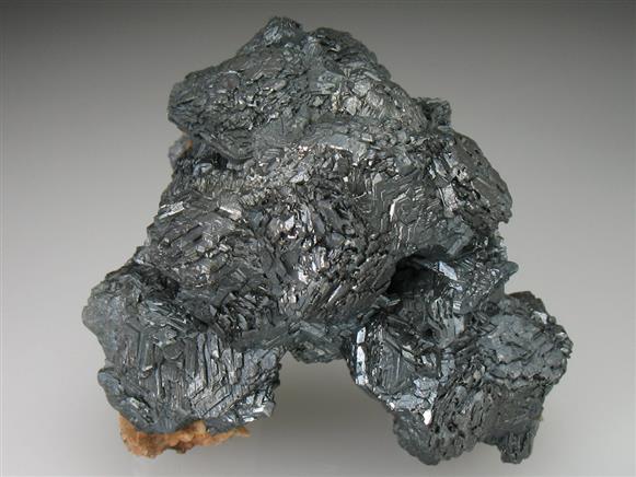 CC301 specimen image