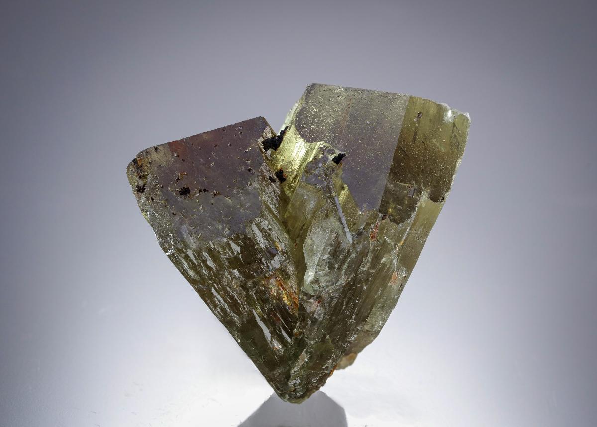 CC30371 specimen image
