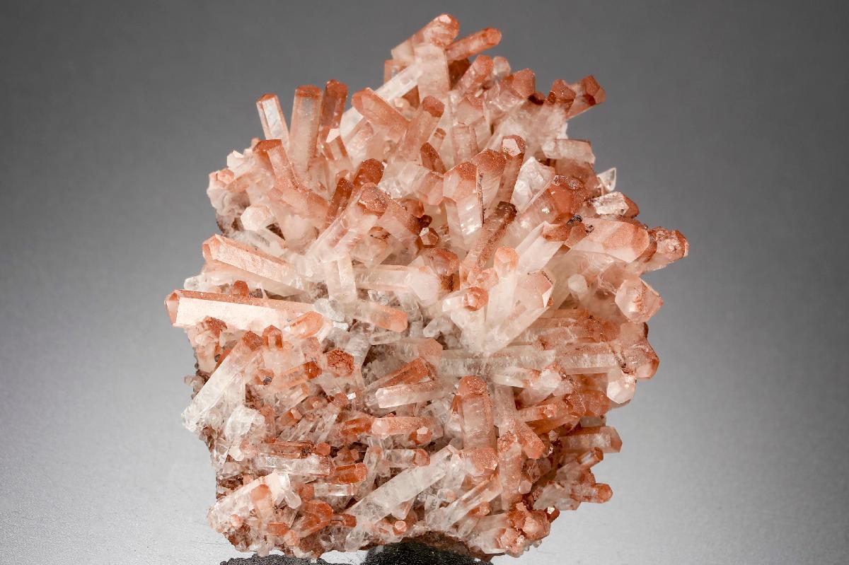 CC31444 specimen image