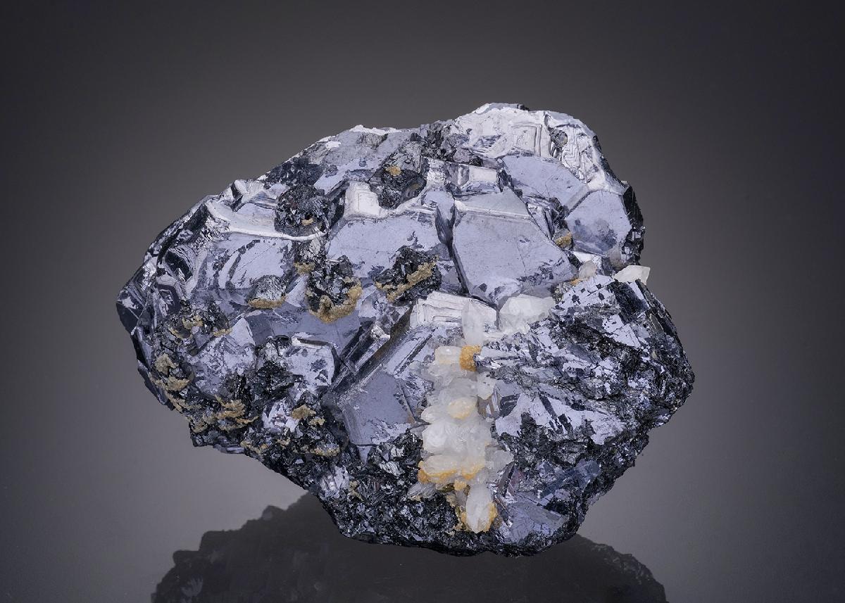 CC31906 specimen image