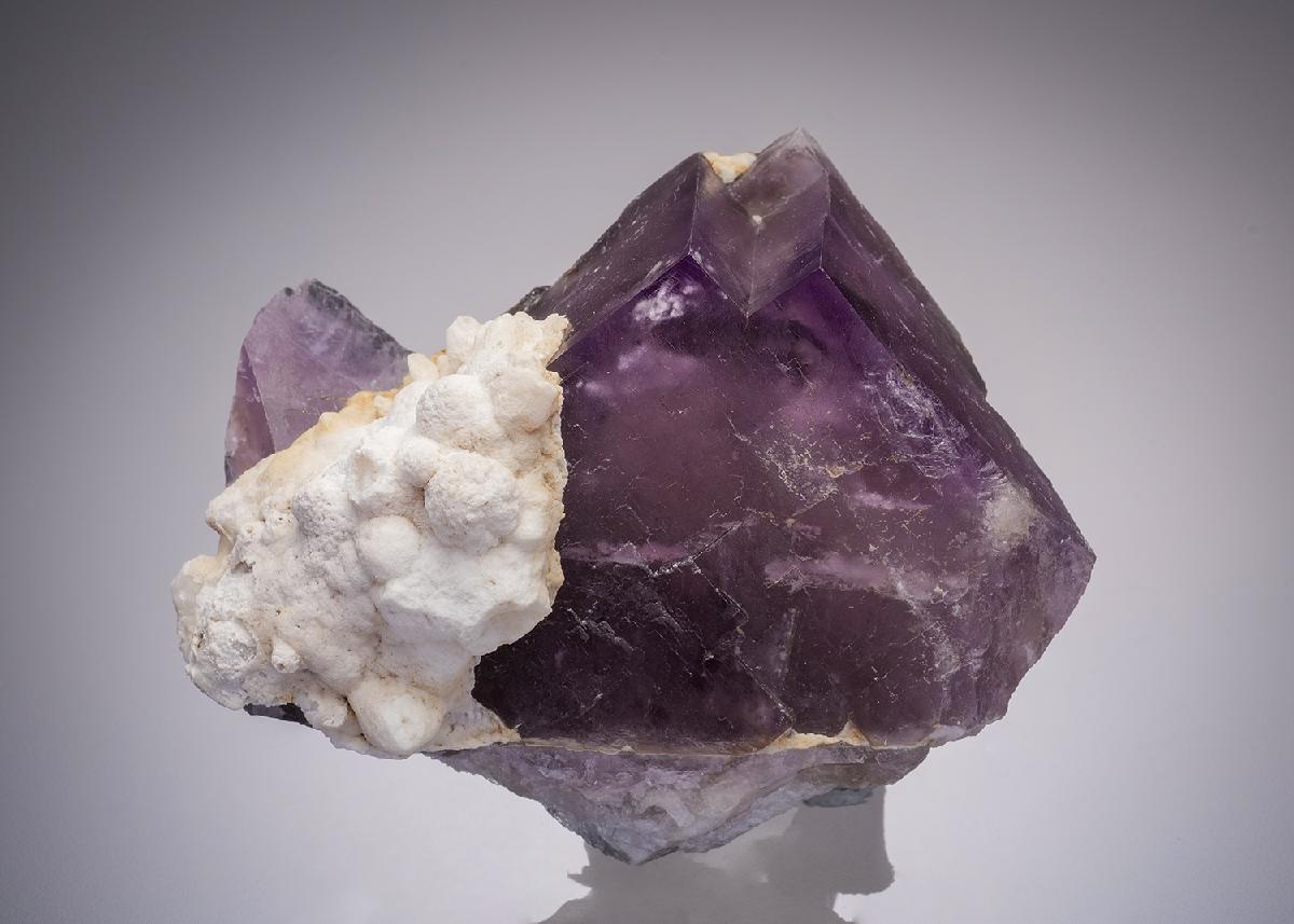 CC31996 specimen image