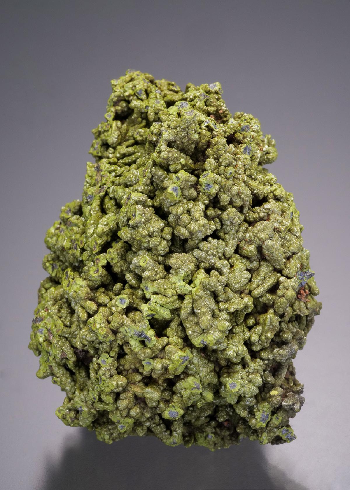 CC32566 specimen image