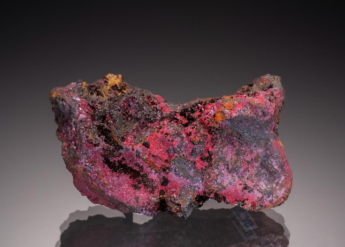 CC33244 specimen image
