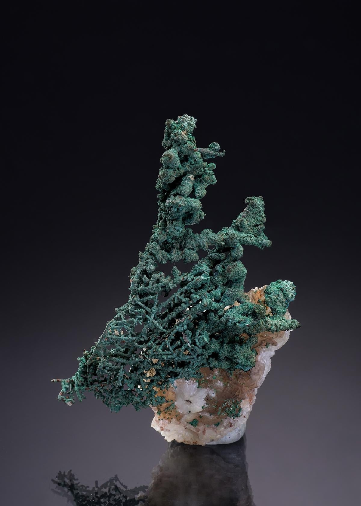 CC35090 specimen image