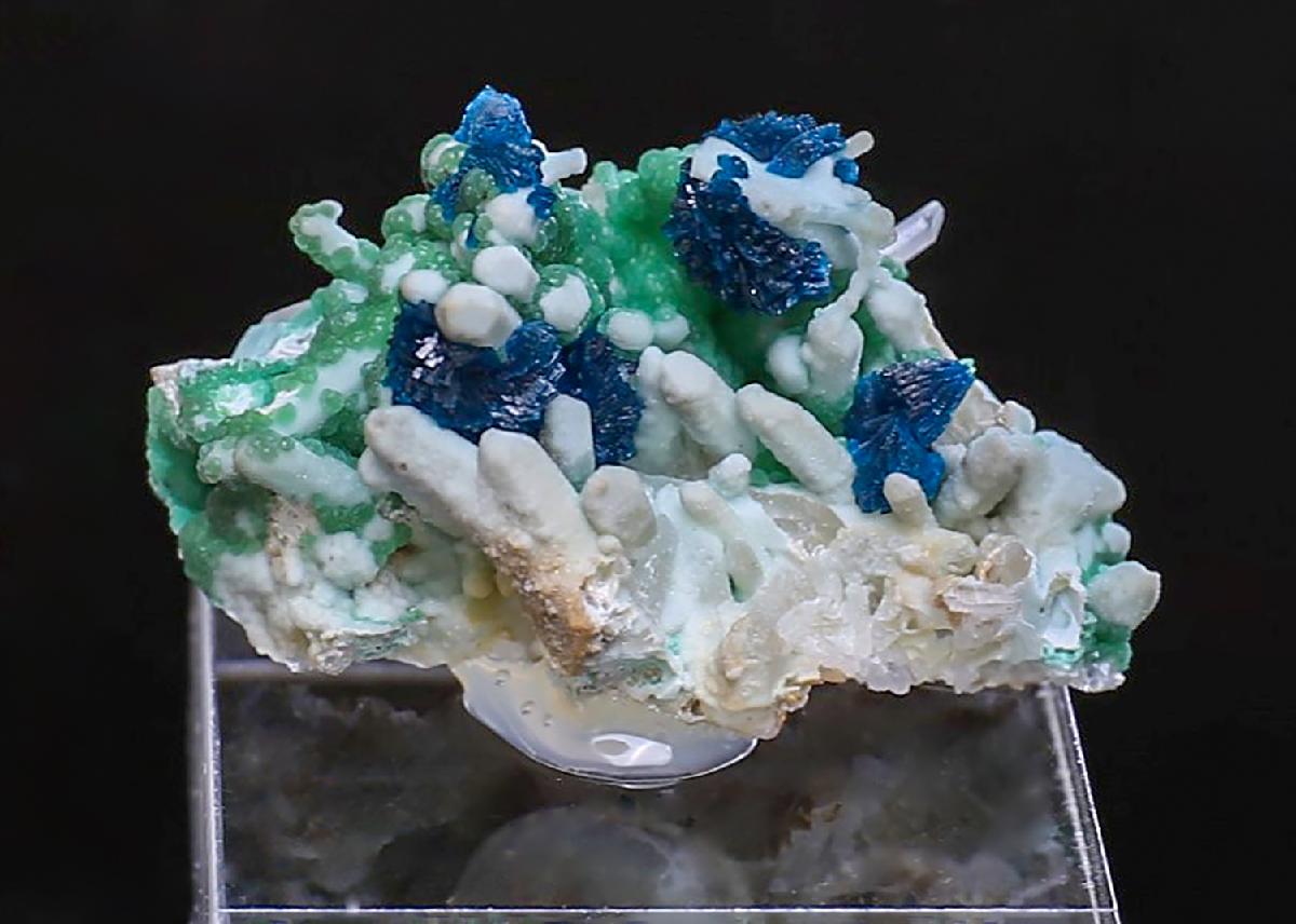 CC38696 specimen image