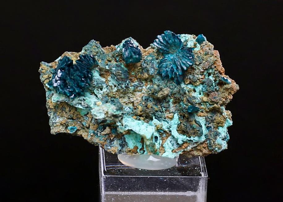 CC38990 specimen image
