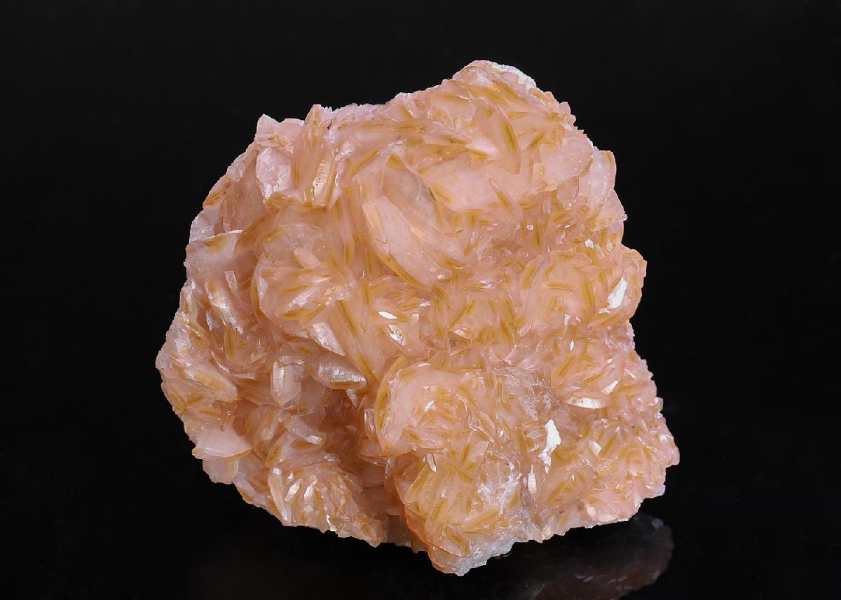 CC40556 specimen image