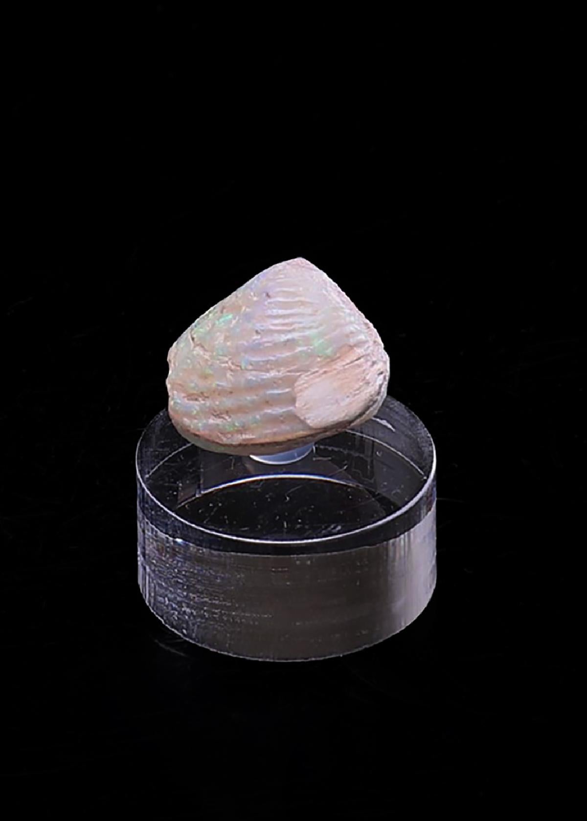 CC40941 specimen image