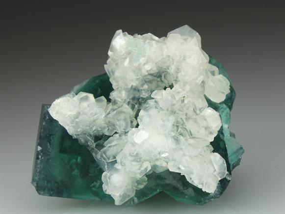 CC4161 specimen image