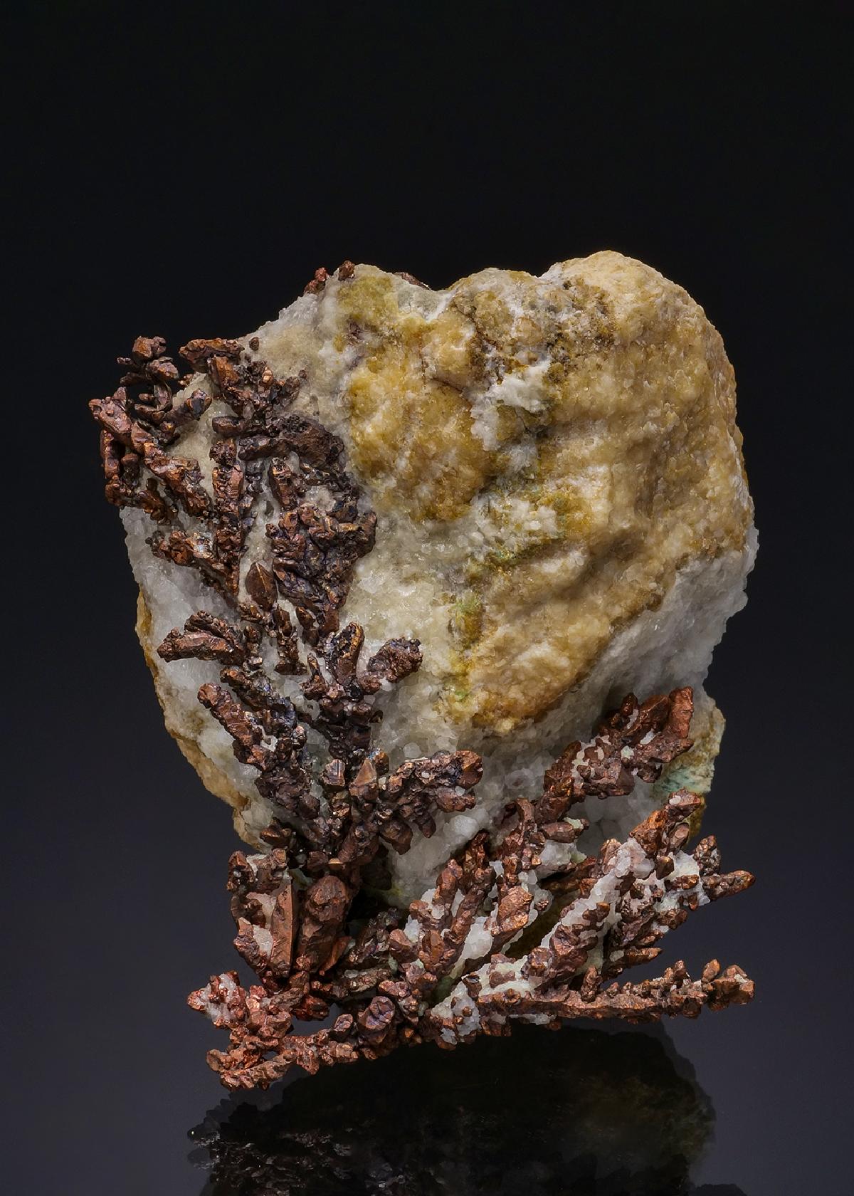 CC49442 specimen image