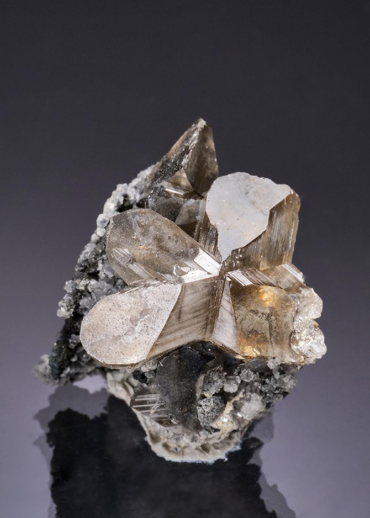 CC53184 specimen image