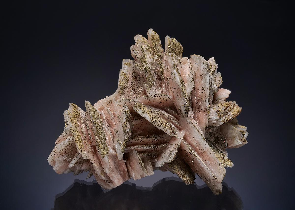 CC53870 specimen image