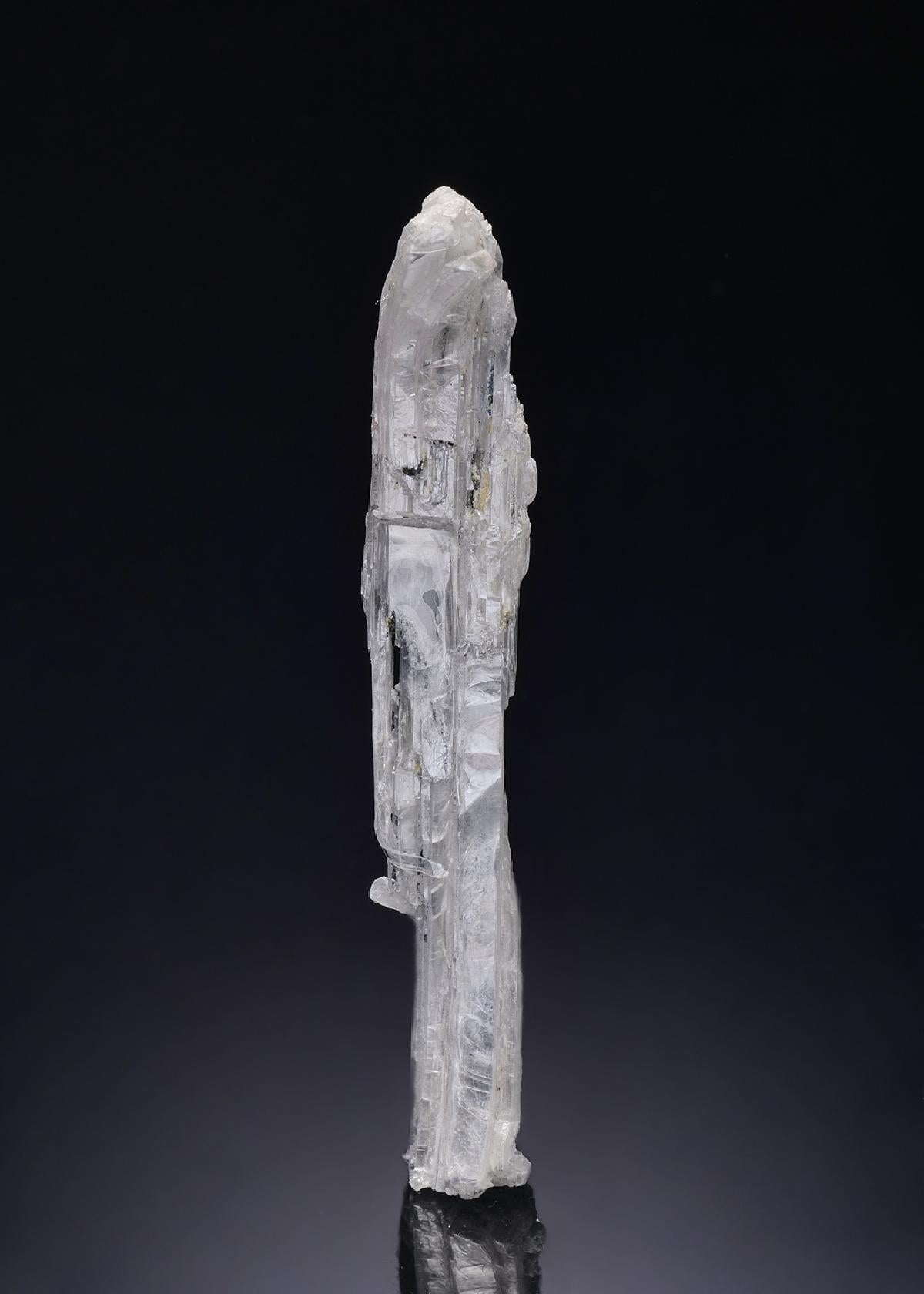 CC54386 specimen image