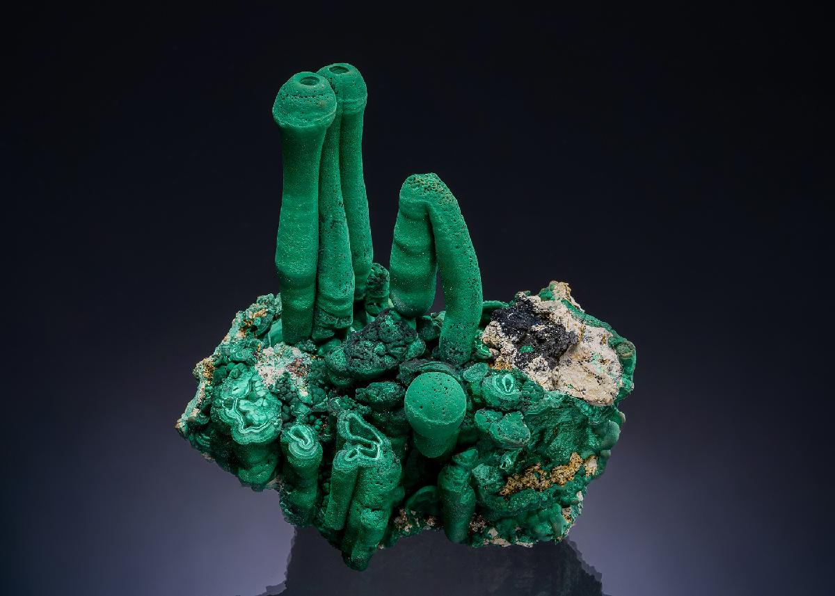 CC54620 specimen image