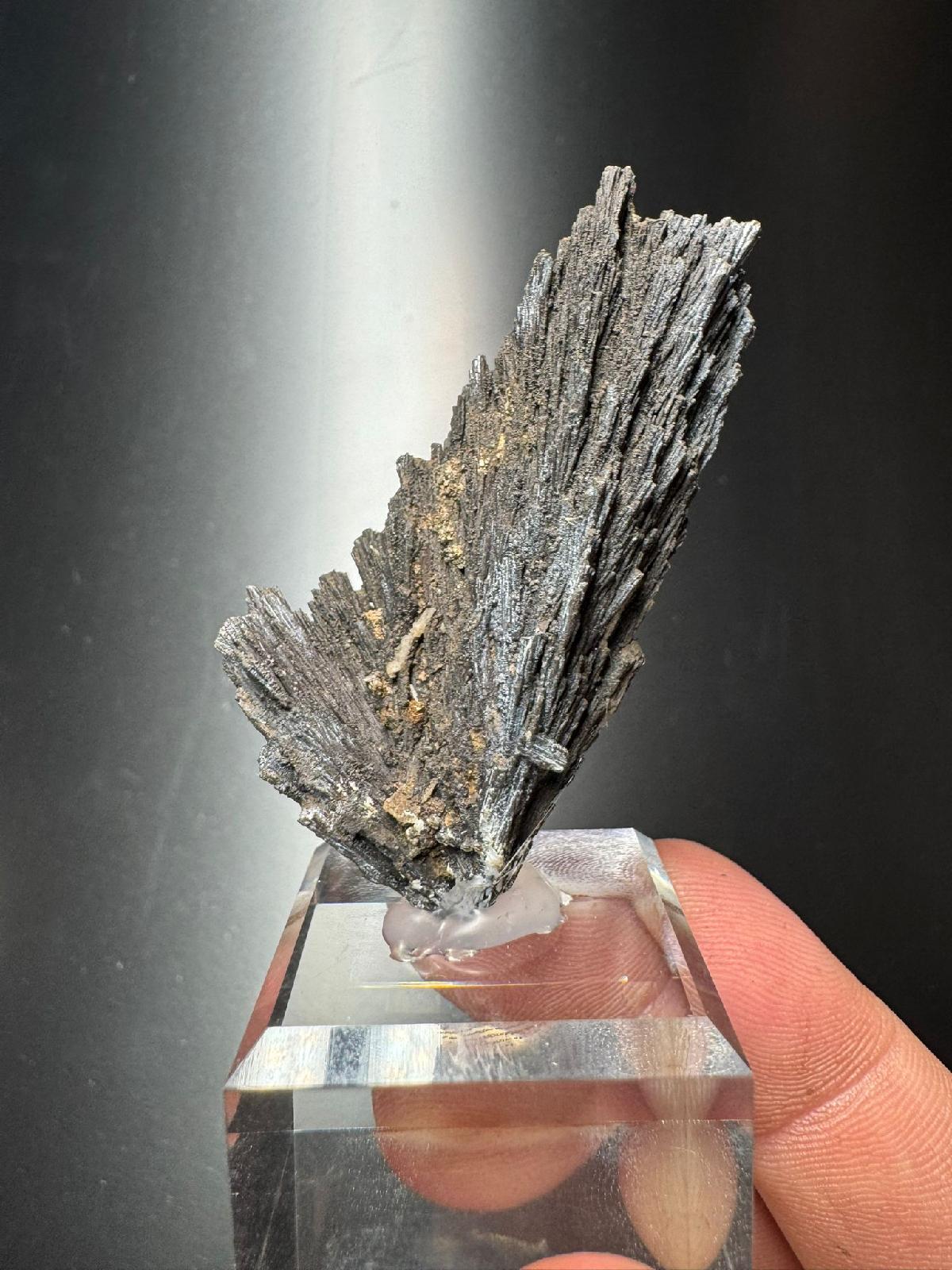 CC55262 specimen image
