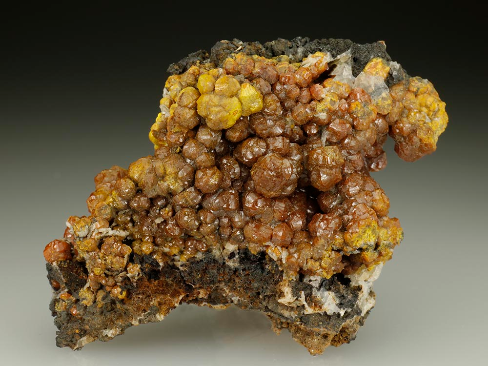 CC5564 specimen image